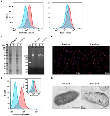 Comparison of the immune effects of the Chlamydia abortus MOMP antigen displayed in different parts of bacterial ghosts